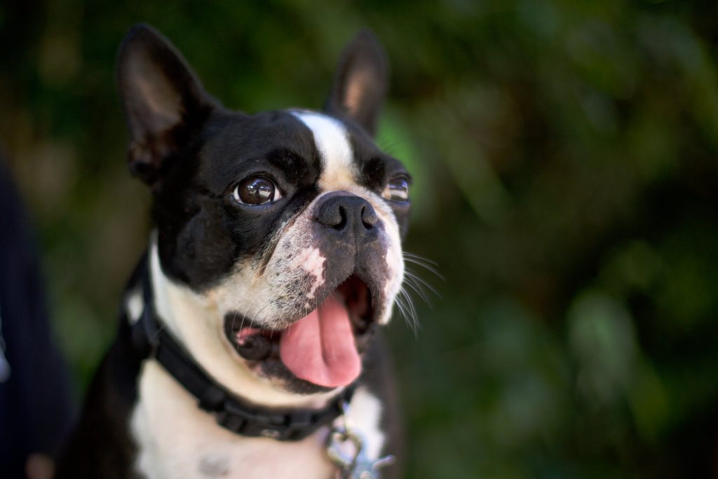Dressage son chien