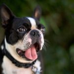 Dressage son chien