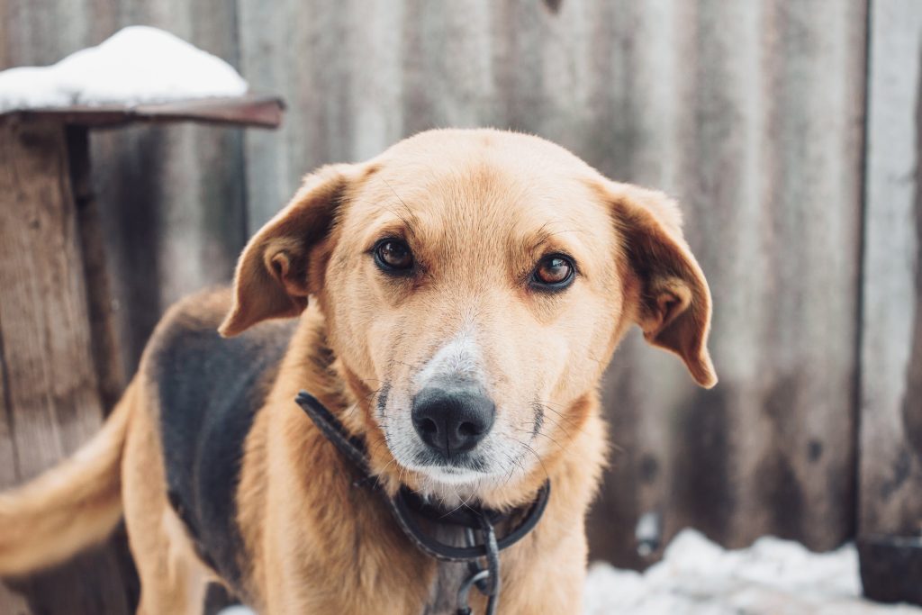 Éduquer son chien